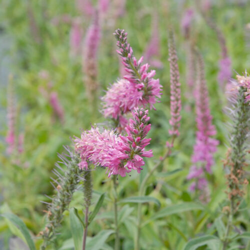 Veronica spicata 'Rosa Zwerg' - Obrázek 2