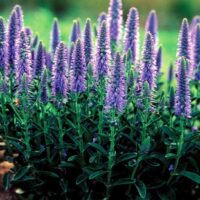 Veronica spicata 'Nana Blauteppich'