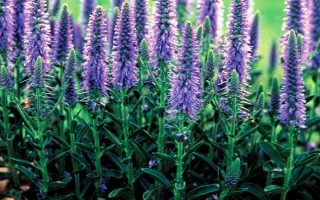 Veronica spicata 'Nana Blauteppich'
