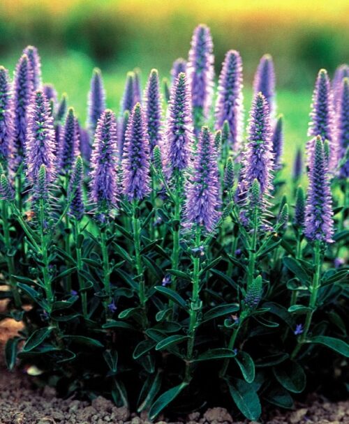 Veronica spicata 'Nana Blauteppich' - Obrázek 1