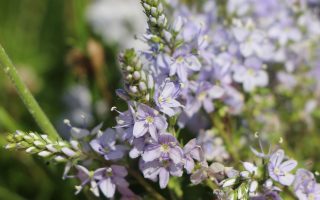 Veronica prostrata