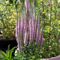 Veronica longifolia 'Pink Shades'