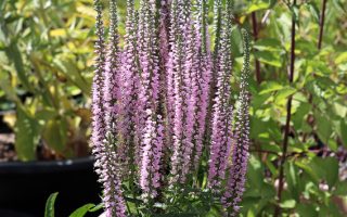 Veronica longifolia 'Pink Shades'