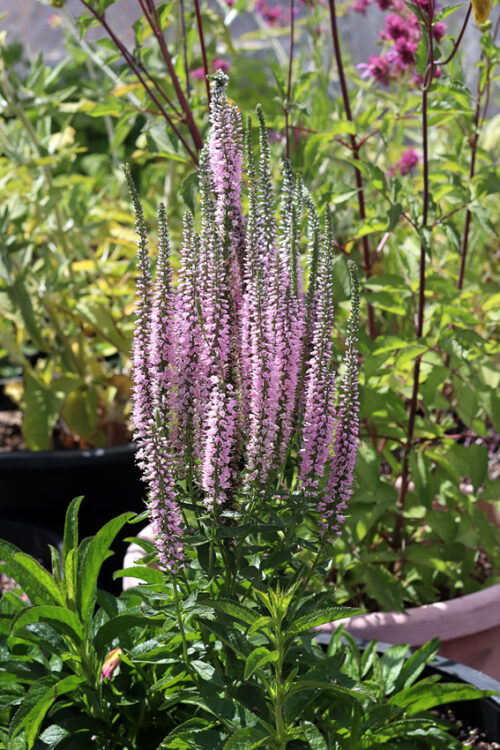 Veronica longifolia 'Pink Shades' - Obrázek 1