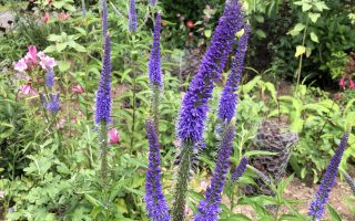 Veronica longifolia 'Blue Shades'
