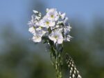 Veronica gentianoides - Obrázek 2