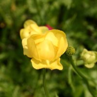 Trollius europaeus
