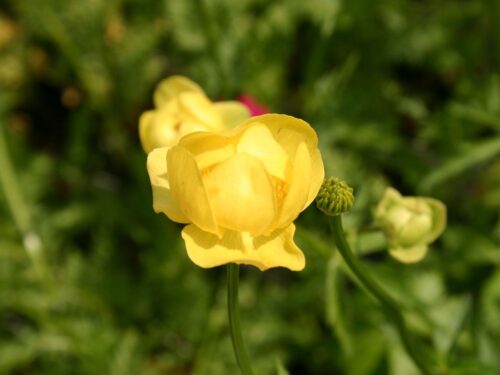 Trollius europaeus - Obrázek 1