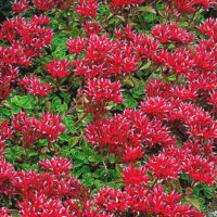 Sedum spurium 'Summer Glory'