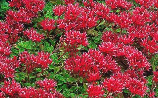 Sedum spurium 'Summer Glory'