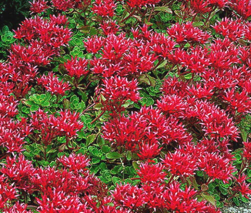 Sedum spurium 'Summer Glory' - Obrázek 1