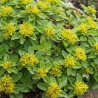Sedum kamtschaticum 'Variegatum'