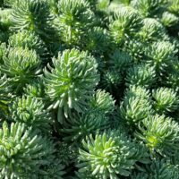 SEDUM 'Green Ball'