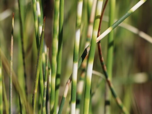 Scirpus tabernaemontani 'Zebrinus' - Image 1
