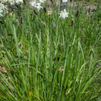 Sesleria heufleriana
