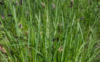 Sesleria heufleriana