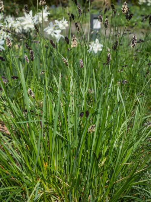 Sesleria heufleriana - Obrázek 1