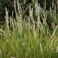 Sesleria albicans