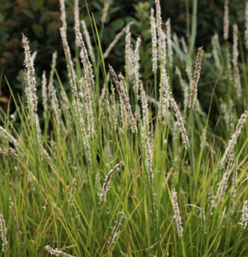 Sesleria albicans - Obrázek 1