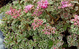 Sedum spurium 'Tricolor'