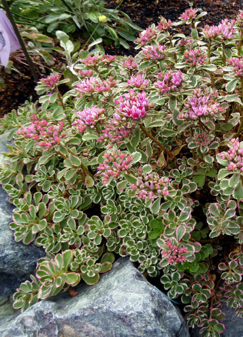 Sedum spurium 'Tricolor' - Obrázek 1