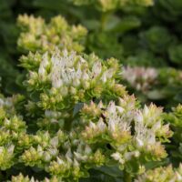 Sedum spurium 'Album'