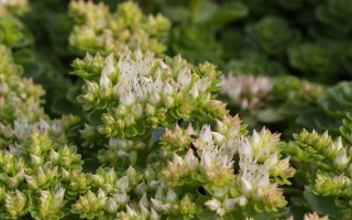 Sedum spurium 'Album'
