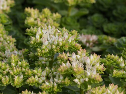 Sedum spurium 'Album' - Obrázek 1