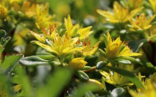 Sedum kamtschaticum 'Weihenstephaner Gold'