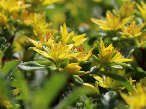 Sedum kamtschaticum 'Weihenstephaner Gold' - Obrázek 1