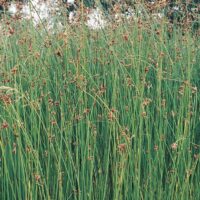 Scirpus lacustris 'Albostriatus'