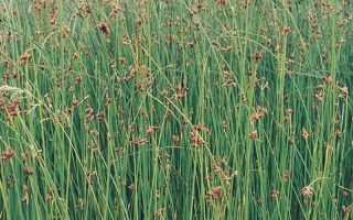 Scirpus lacustris 'Albostriatus'