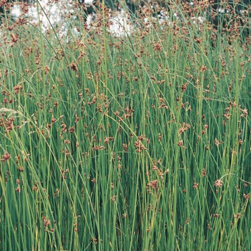 Scirpus lacustris 'Albostriatus' - Obrázek 1