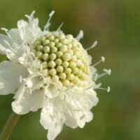 Scabiosa columbaria 'Moon dance'