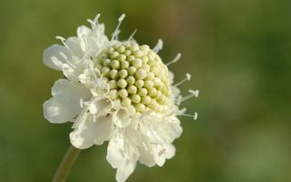 Scabiosa columbaria 'Moon dance'