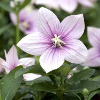 Platycodon grandiflorus