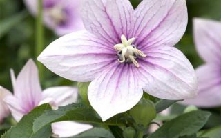 Platycodon grandiflorus