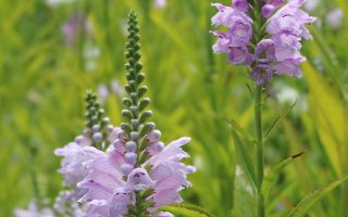 Physostegia virginiana 'Rosea'