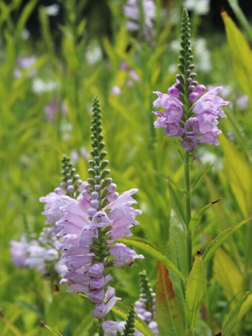 Physostegia virginiana 'Rose' - Obrázek 1