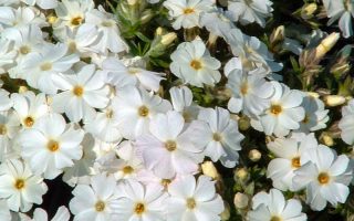 Phlox subulata 'Maischnee'