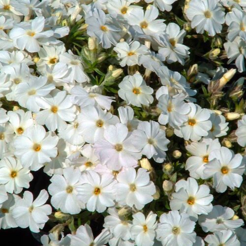 Phlox subulata 'Maischnee' - Obrázek 1