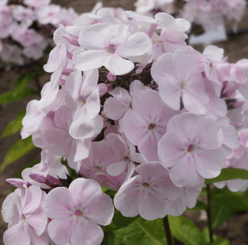 Phlox paniculata 'Monica Lyndel–Bell' - Obrázek 1