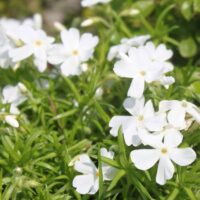 Phlox subulata 'White delight'