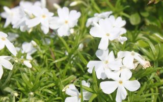 Phlox subulata 'White delight'