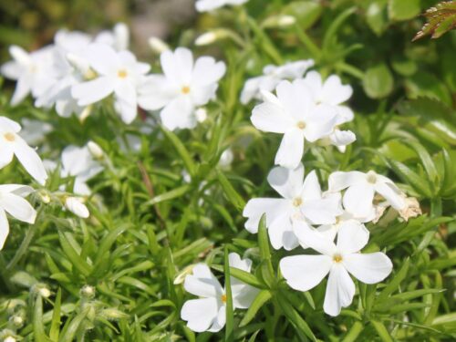 Phlox subulata 'White delight' - Obrázek 1