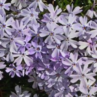 Phlox subulata 'Lavender Early Spring'