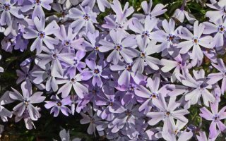 Phlox subulata 'Lavender Early Spring'