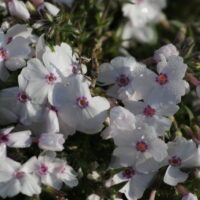 Phlox subulata 'Amazing Grace'