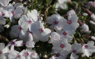 Phlox subulata 'Amazing Grace'