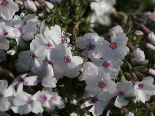 Phlox subulata 'Amazing Grace' - Obrázek 1